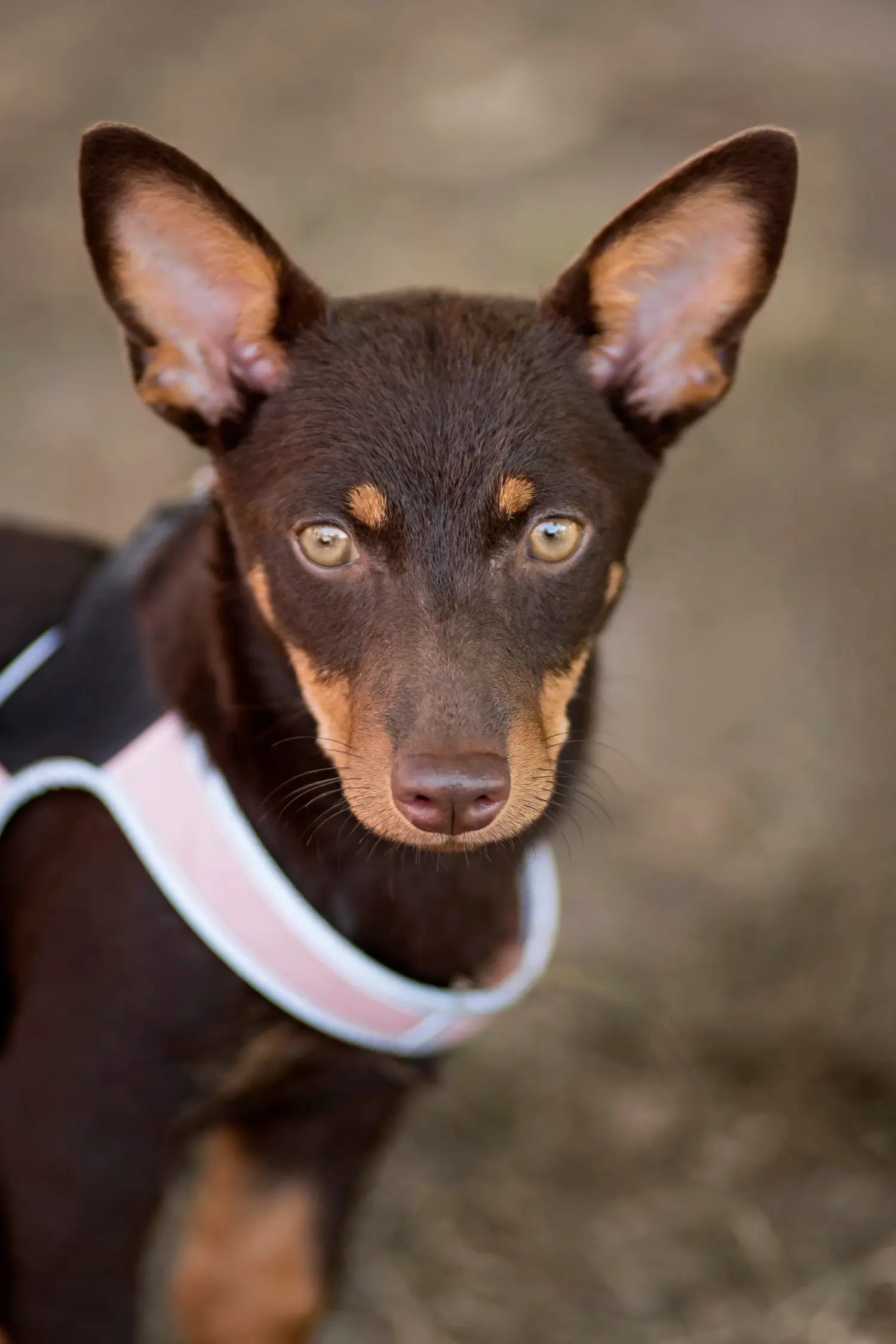 Een Lancashire Heeler puppy kopen betekent verantwoordelijkheid nemen! Lancashire Heeler puppy kopen.