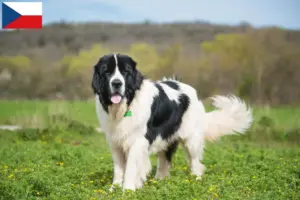 Lees meer over het artikel Landseer fokkers en pups in Tsjechië