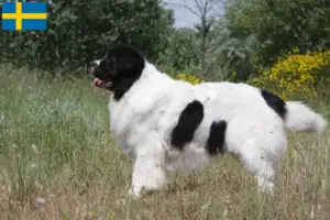 Lees meer over het artikel Landseer fokkers en pups in Zweden