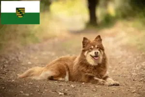 Lees meer over het artikel Lapse rendierhondenfokkers en pups in Saksen