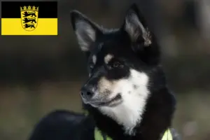 Lees meer over het artikel Lapse rendierhonden fokkers en pups in Baden-Württemberg