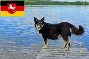 Lees meer over het artikel Lapse rendierhondenfokkers en pups in Nedersaksen