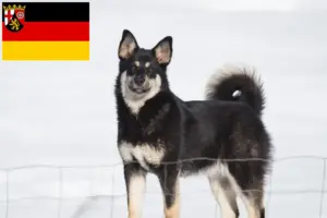 Lees meer over het artikel Lapse rendierhondenfokkers en pups in Rijnland-Palts