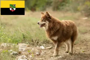 Lees meer over het artikel Lapse rendierhonden fokker en pups in Saksen-Anhalt