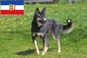 Lees meer over het artikel Lapse rendierhonden fokkers en pups in Sleeswijk-Holstein