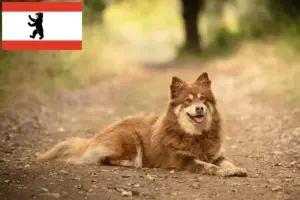 Lees meer over het artikel Lapse rendierhonden fokker en puppies in Berlijn