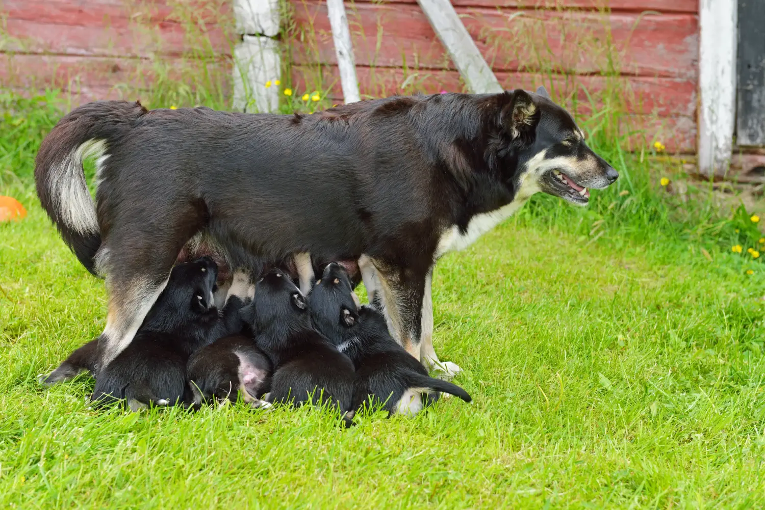 Een Lapse rendierhond puppy kopen betekent verantwoordelijkheid nemen! Lapse rendierhond puppy's kopen.