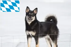 Lees meer over het artikel Lapse rendierhondenfokkers en puppies in Beieren
