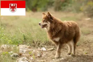 Lees meer over het artikel Lapse rendierhonden fokker en puppies in Brandenburg