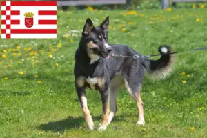 Lees meer over het artikel Lapse rendierhonden fokker en pups in Bremen