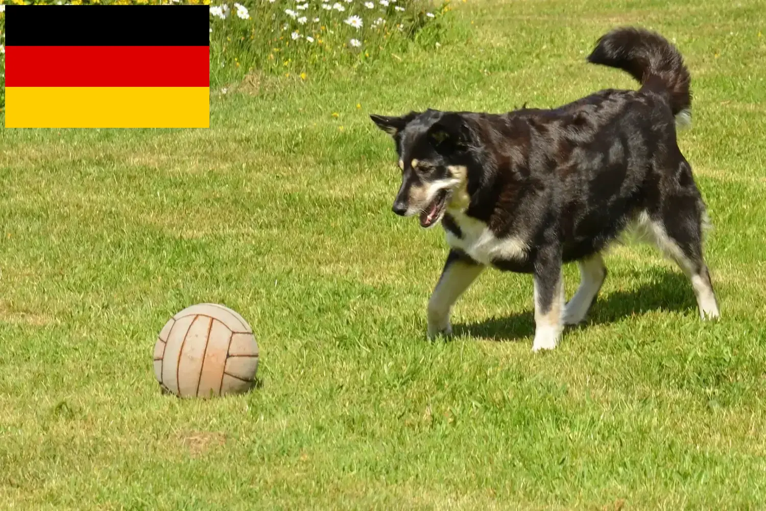 Lees meer over het artikel Lapse rendierhondenfokkers en puppies in Duitsland
