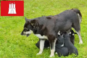 Lees meer over het artikel Lapse rendierhonden fokker en pups in Hamburg