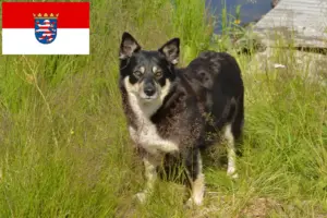 Lees meer over het artikel Lapse rendierhondenfokkers en pups in Hessen