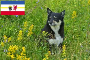 Lees meer over het artikel Lapse rendierhonden fokker en pups in Mecklenburg-Vorpommern