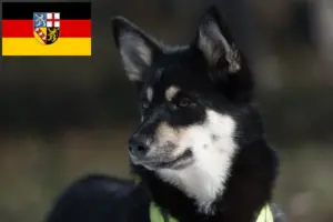 Lees meer over het artikel Lapse rendierhonden fokker en puppies in Saarland