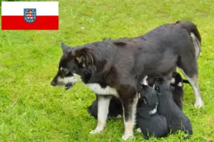 Lees meer over het artikel Lapse rendierhonden fokker en pups in Thüringen