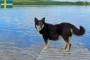 Lees meer over het artikel Lapse rendierhonden fokker en puppies in Zweden