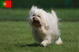 Lees meer over het artikel Löwchen fokkers en pups in Portugal
