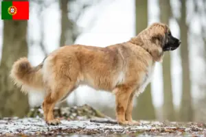 Lees meer over het artikel Leonberger fokkers en pups in Portugal