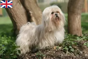 Lees meer over het artikel Lhasa Apso fokkers en puppy’s in Groot-Brittannië