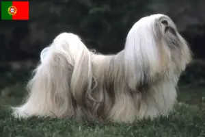 Lees meer over het artikel Lhasa Apso fokkers en pups in Portugal