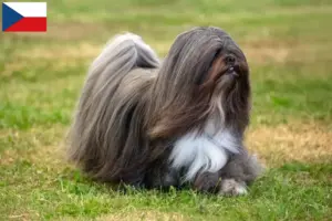 Lees meer over het artikel Lhasa Apso fokkers en puppy’s in Tsjechië