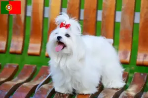 Lees meer over het artikel Maltezer fokkers en pups in Portugal