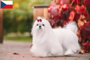 Lees meer over het artikel Maltezer fokkers en pups in Tsjechië