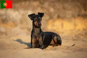 Lees meer over het artikel Manchester Terrier fokkers en pups in Portugal