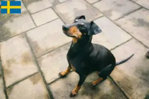 Lees meer over het artikel Manchester Terrier fokkers en pups in Zweden