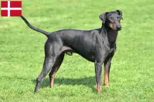 Lees meer over het artikel Manchester Terrier fokkers en pups in Denemarken