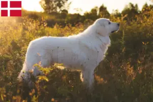 Lees meer over het artikel Maremma Abruzzi Herdershonden fokkers en pups in Denemarken