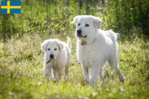 Lees meer over het artikel Maremma Abruzzi Herdershonden fokkers en pups in Zweden
