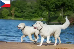 Lees meer over het artikel Maremma Abruzzo Herdershonden fokkers en puppies in Tsjechië