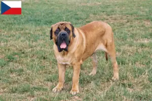 Lees meer over het artikel Mastiff fokkers en puppies in Tsjechië