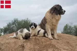 Lees meer over het artikel Mastín del Pirineo fokkers en pups in Denemarken