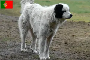 Lees meer over het artikel Mastín del Pirineo fokkers en pups in Portugal