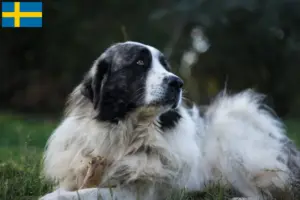 Lees meer over het artikel Mastín del Pirineo fokkers en pups in Zweden