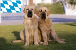 Lees meer over het artikel Mastín Español fokkers en pups in Beieren