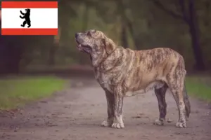 Lees meer over het artikel Mastín Español fokkers en pups in Berlijn