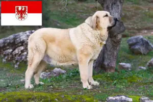 Lees meer over het artikel Mastín Español fokkers en pups in Brandenburg