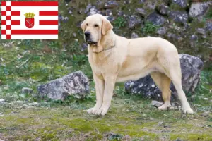 Lees meer over het artikel Mastín Español fokkers en pups in Bremen