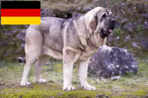 Lees meer over het artikel Mastín Español fokkers en pups in Duitsland