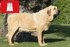 Lees meer over het artikel Mastín Español fokkers en pups in Hamburg