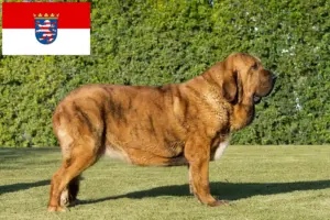 Lees meer over het artikel Mastín Español fokkers en pups in Hessen