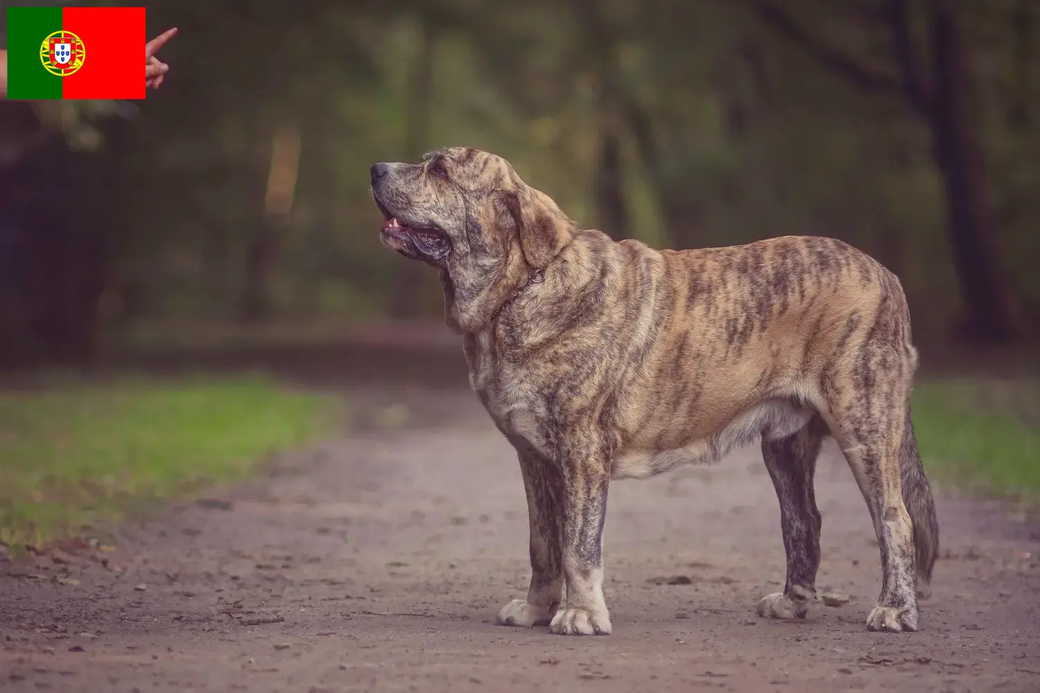 Lees meer over het artikel Mastín Español fokkers en pups in Portugal