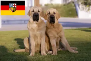 Lees meer over het artikel Mastín Español fokkers en pups in Saarland