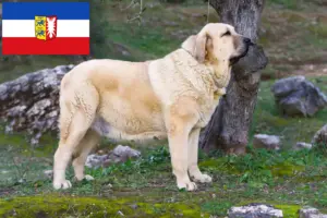 Lees meer over het artikel Mastín Español fokkers en pups in Sleeswijk-Holstein