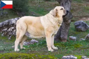 Lees meer over het artikel Mastín Español fokkers en pups in Tsjechië