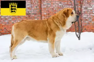 Lees meer over het artikel Mastín Español fokkers en pups in Baden-Württemberg